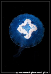 Pelagia noctiluca. by Ferdinando Meli 